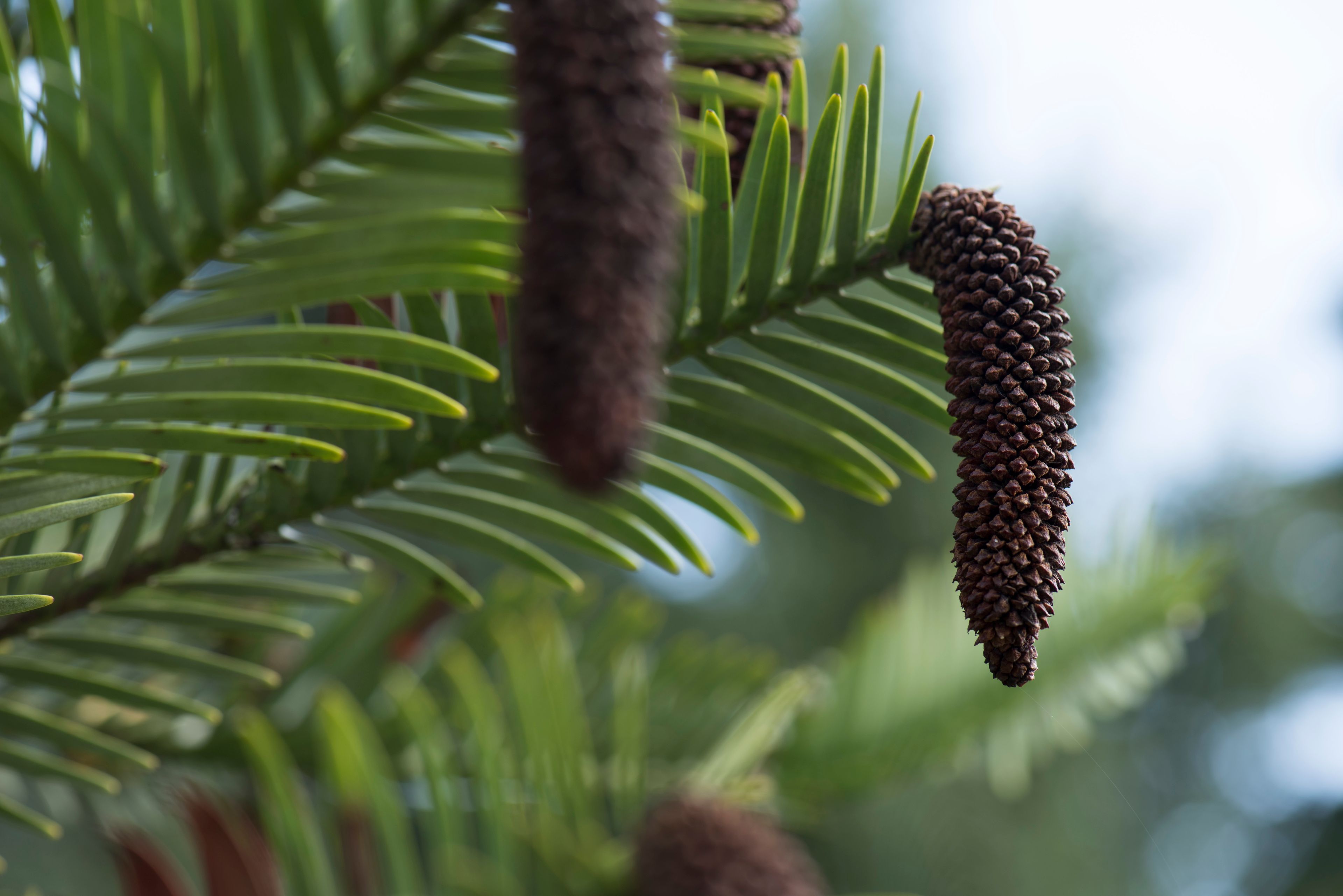 De ontdekking van een oerboom