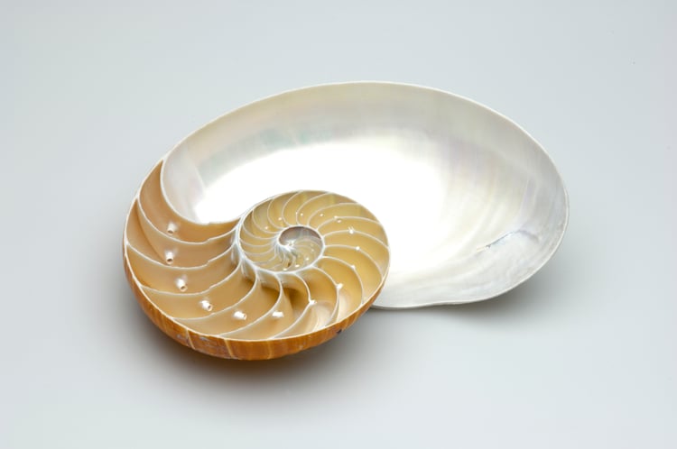 Een schelp als duikboot