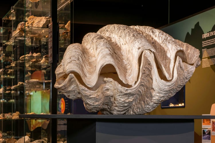 Kokkeltje van 250 kilo