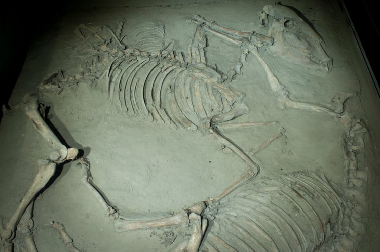 Het raadsel van het paardengraf