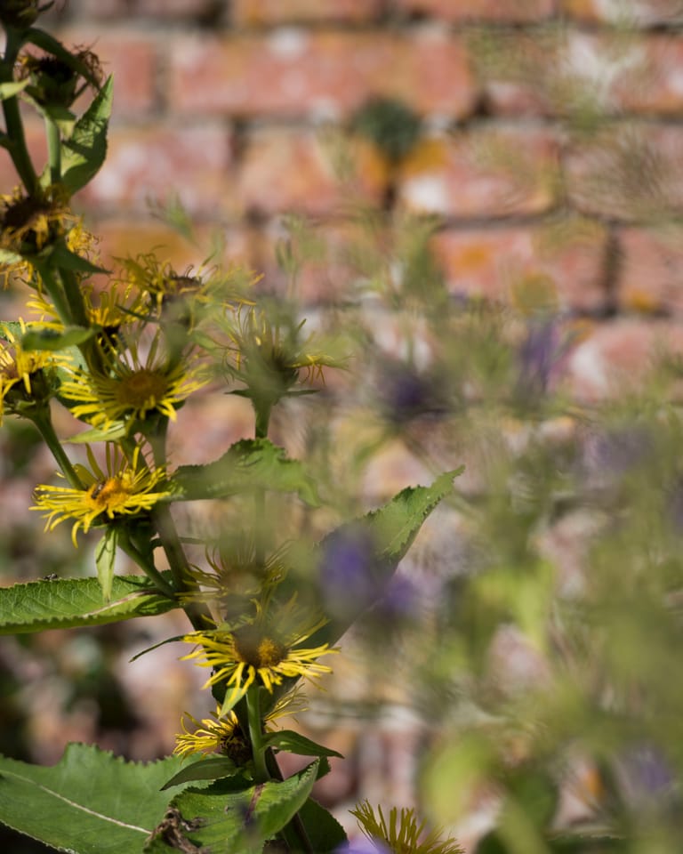 Insecten zijn er dol op