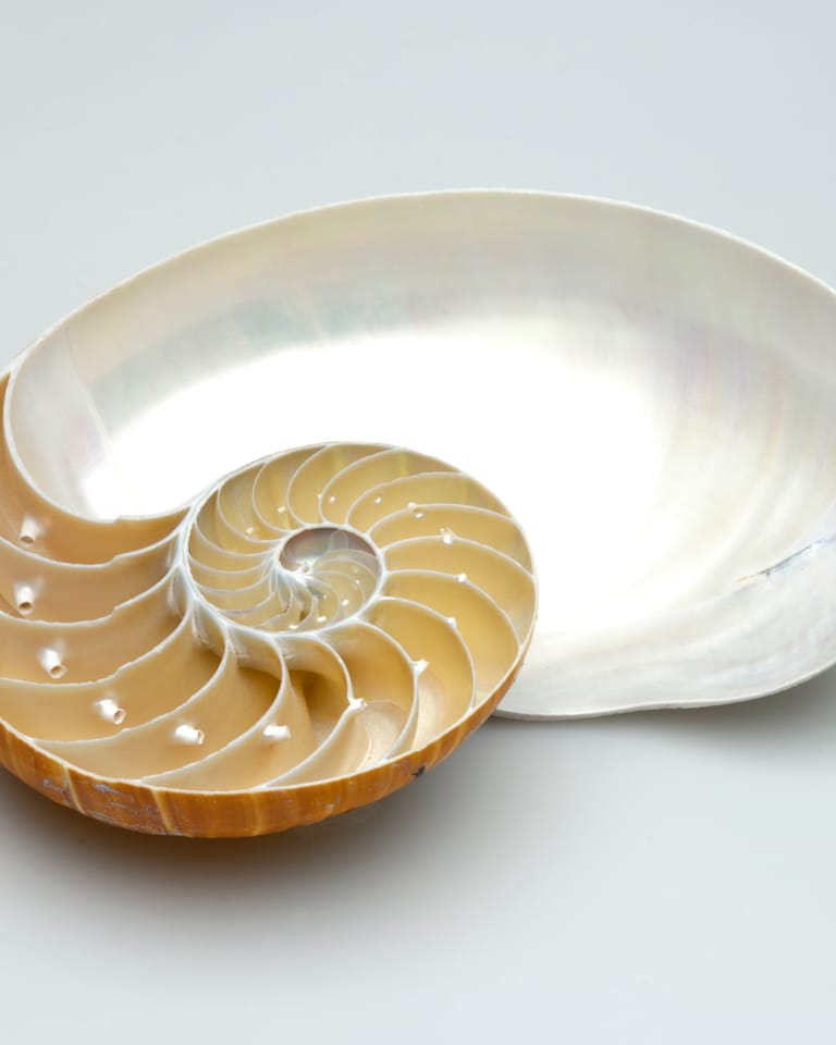 Een schelp als duikboot