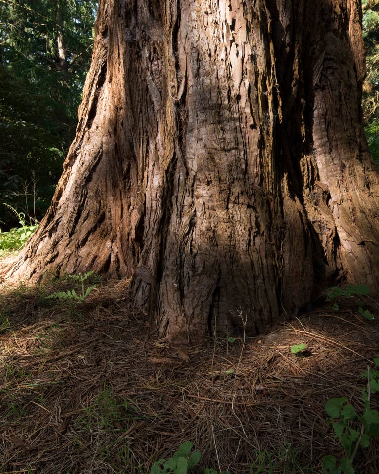 Indrukwekkende boksboom