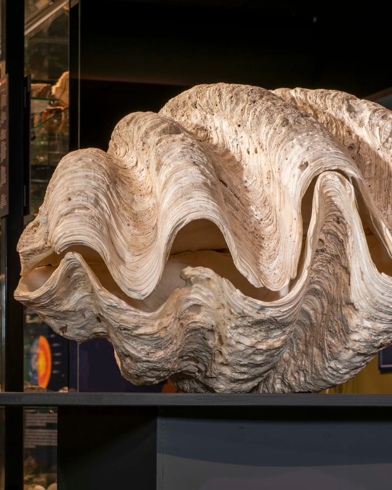 Kokkeltje van 250 kilo