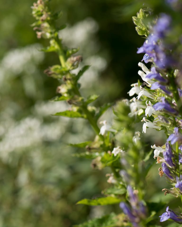 Bloemen als hoorntjes