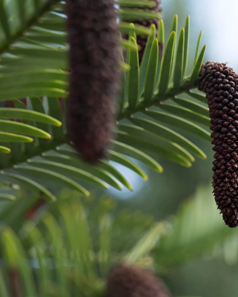 De ontdekking van een oerboom