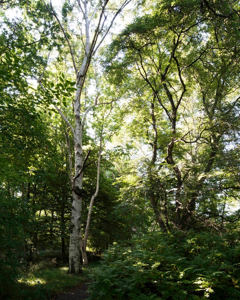 Kleurrijke berk