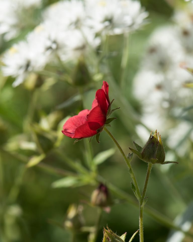 Een 'machtige' plant
