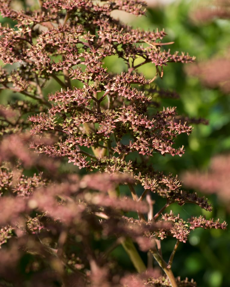 Een voorname plant