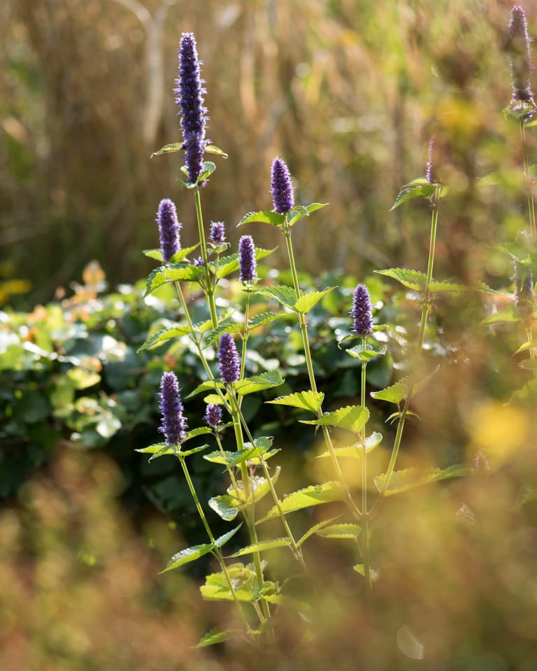 Kruidige blaadjes