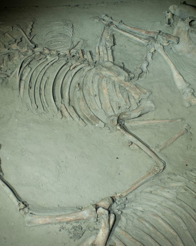 Het raadsel van het paardengraf