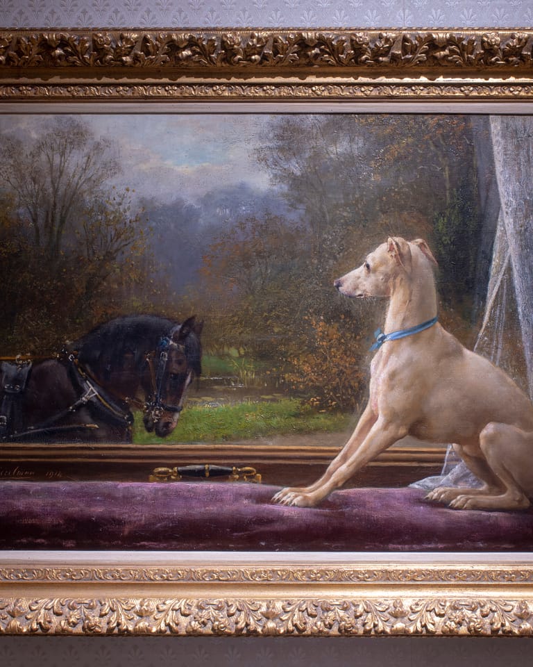 Whippet op vensterbank
